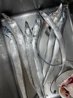 タチウオの釣果