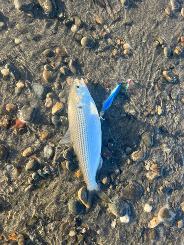 コノシロの釣果