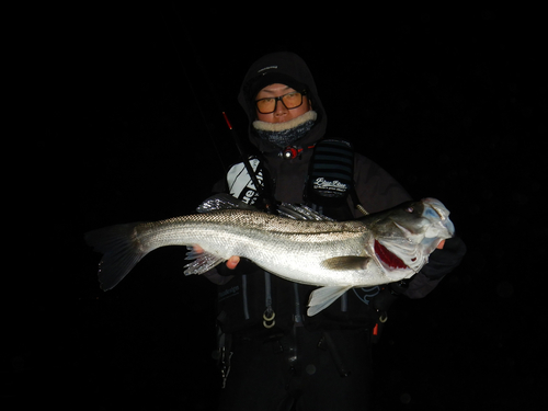 スズキの釣果