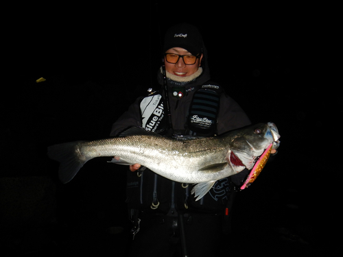 スズキの釣果