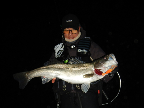 スズキの釣果