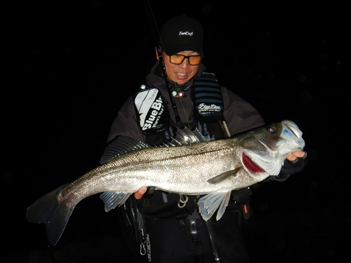 スズキの釣果