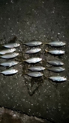 アジの釣果