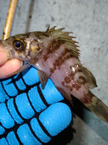 メバルの釣果