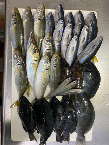 マアジの釣果