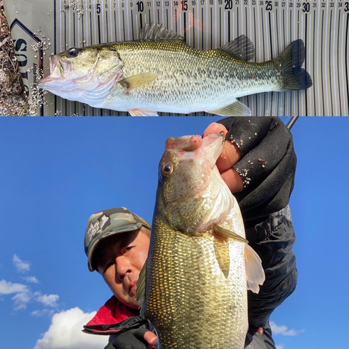 ブラックバスの釣果