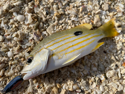 ヨスジフエダイの釣果