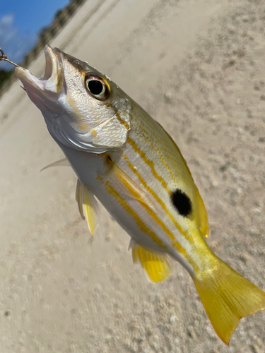 ヨスジフエダイの釣果