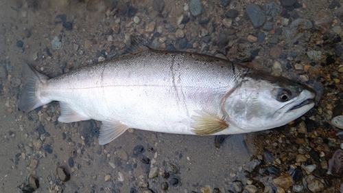 ヤマメの釣果