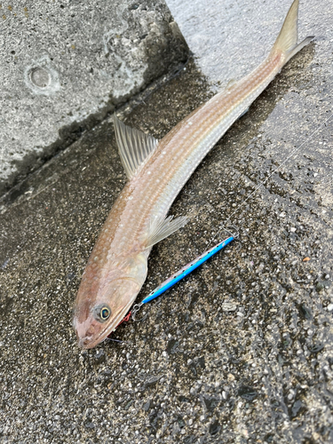 エソの釣果