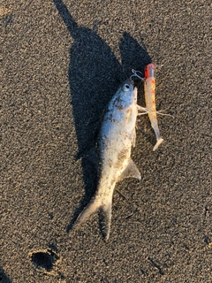 ツバメコノシロの釣果