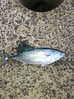 スマガツオの釣果