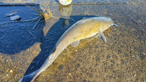 アメリカナマズの釣果