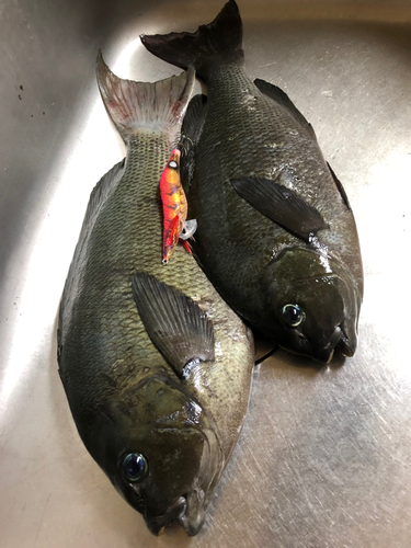 メジナの釣果