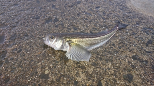 ハタハタの釣果