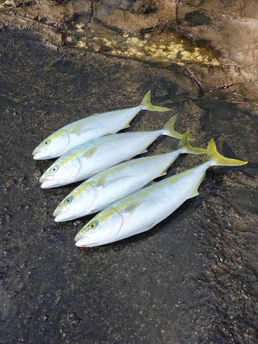 ハマチの釣果