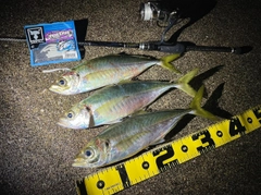 マアジの釣果