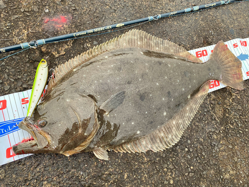 ヒラメの釣果