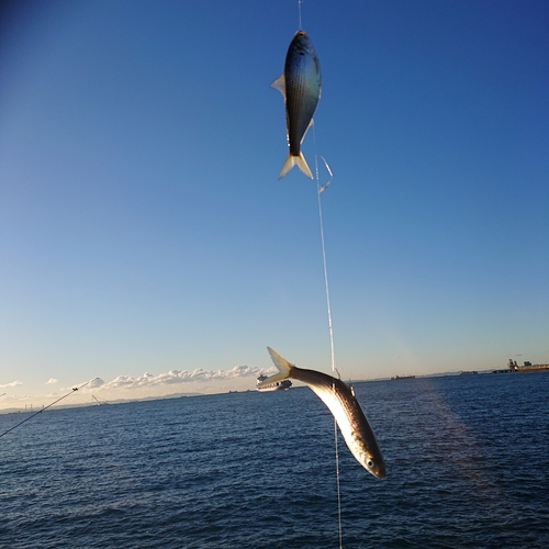 コノシロの釣果