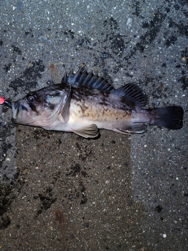 クロソイの釣果