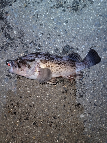 クロソイの釣果