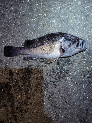 クロソイの釣果