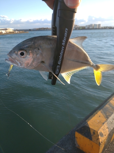 メッキの釣果