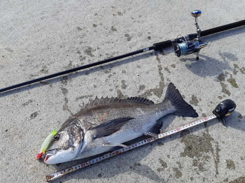 チヌの釣果