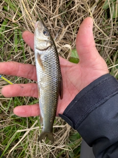 ニゴイの釣果