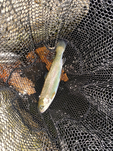 ニジマスの釣果