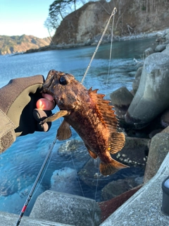 ムラソイの釣果