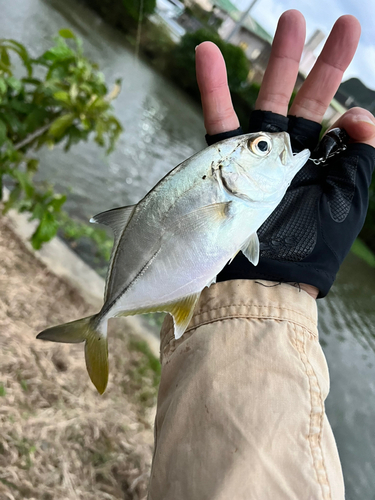 メッキの釣果