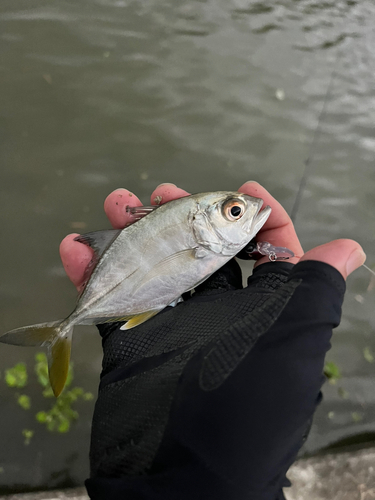 メッキの釣果