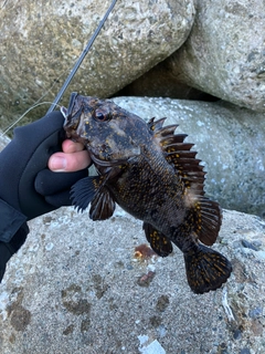 ムラソイの釣果