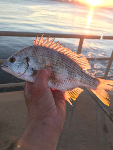 キビレの釣果