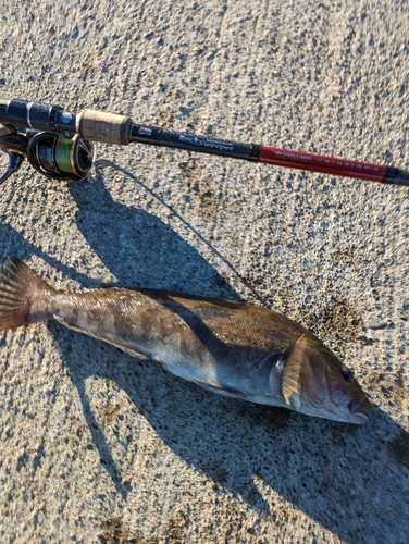 アイナメの釣果