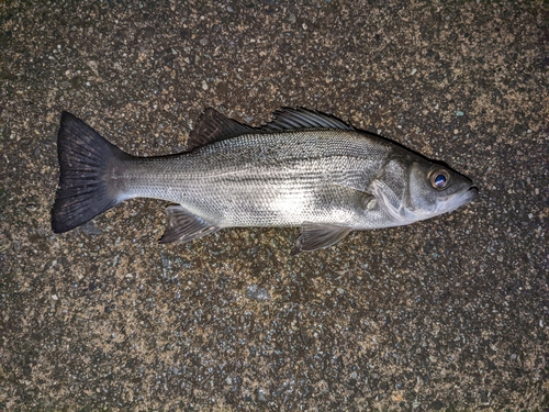 ヒラスズキの釣果