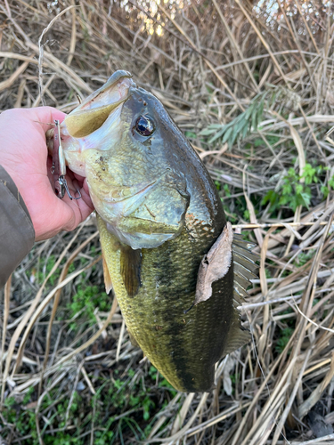 ラージマウスバスの釣果