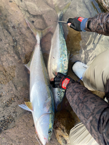 ヤズの釣果