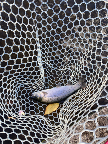 ニジマスの釣果