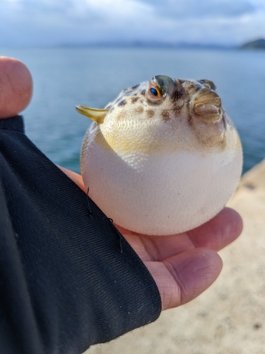 クサフグの釣果