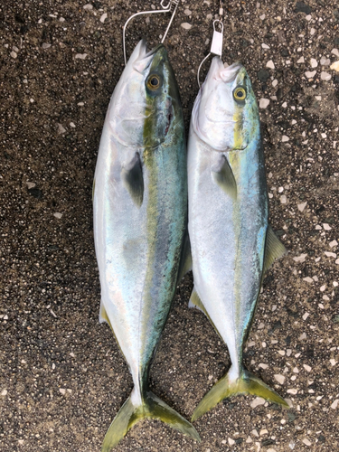 ハマチの釣果