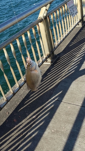 ウミタナゴの釣果