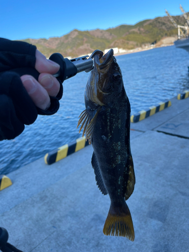 アイナメの釣果