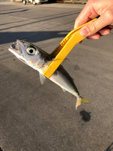 サバの釣果