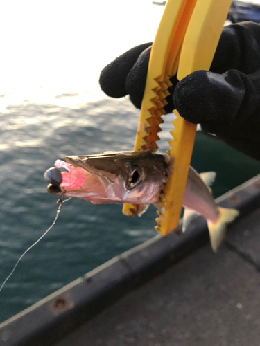 カマスの釣果