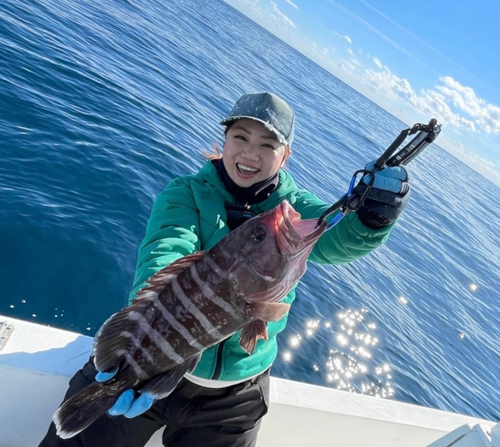 マハタの釣果