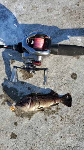 クロソイの釣果