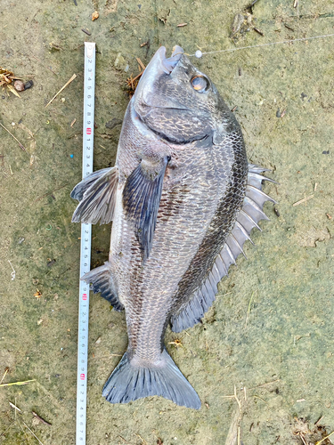 クロダイの釣果