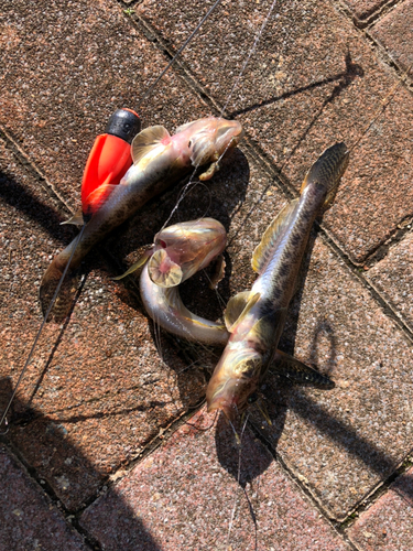 マハゼの釣果